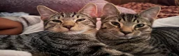 Mixed Breed cats for sale: 2 half bengal half tabby kittens and 2 year old in London - Advert 9