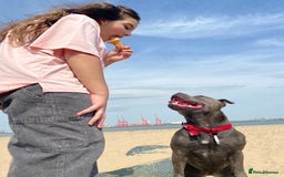 Staffordshire Bull Terrier dogs for sale: solid blues - Image 13