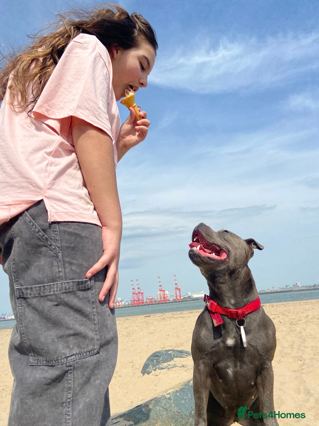 Staffordshire Bull Terrier dogs for sale: solid blues - Image 13