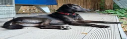 Italian Greyhound dogs for adoption: Olive - north Walsham Norfolk  in North Walsham - Advert 2
