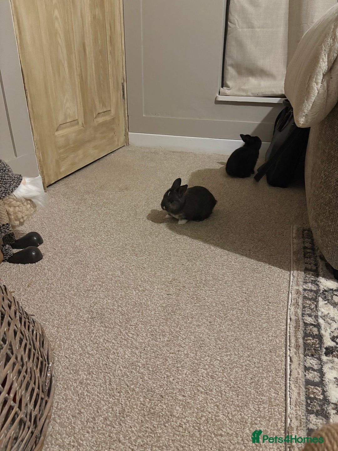 Mixed Breed rabbits for sale: 4X Mini Buns Netherland dwarf with French Lop - Advert 6