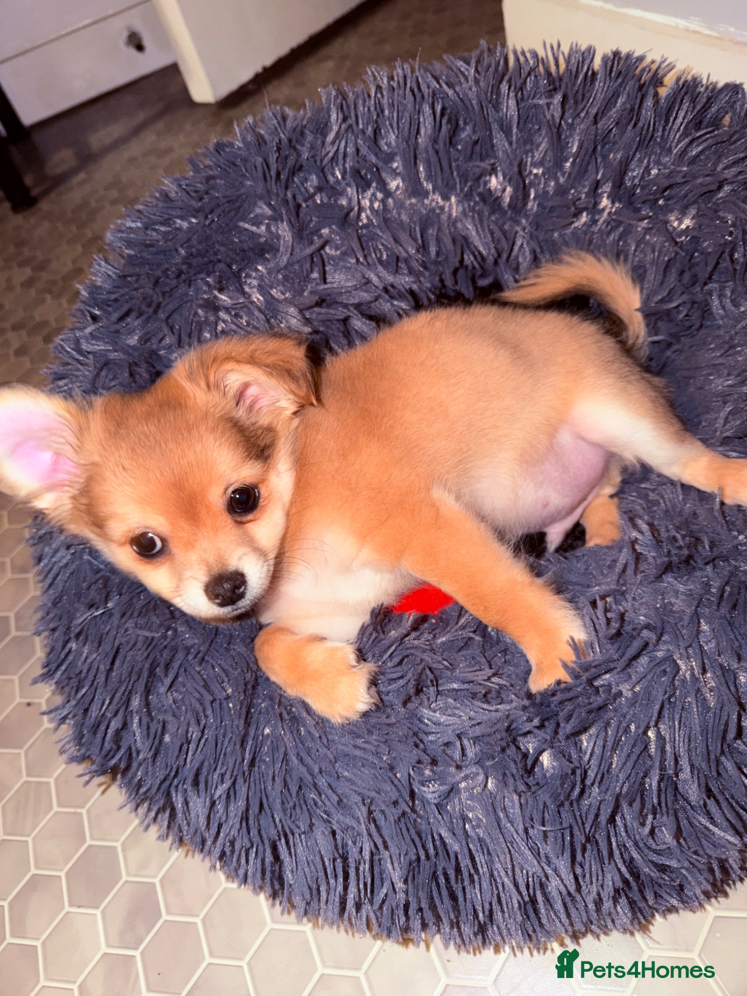 Pomchi dogs Pomchi boy - Advert 1