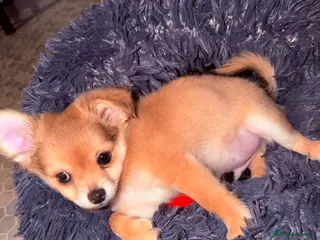 Pomchi dogs Pomchi boy - Advert 2