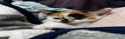 Mixed Breed cats for sale: 🐈 Adorable Calico Kittens - 2 to a Loving Home - Advert 2