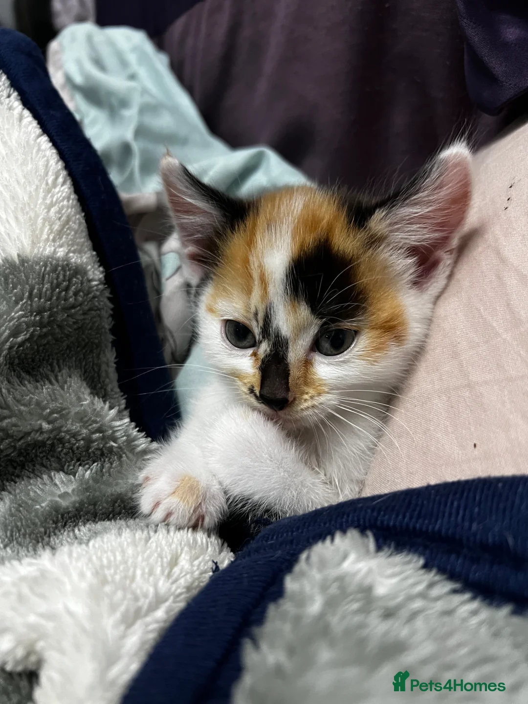 Mixed Breed cats for sale: 🐈 Adorable Calico Kittens - 2 to a Loving Home - Advert 2
