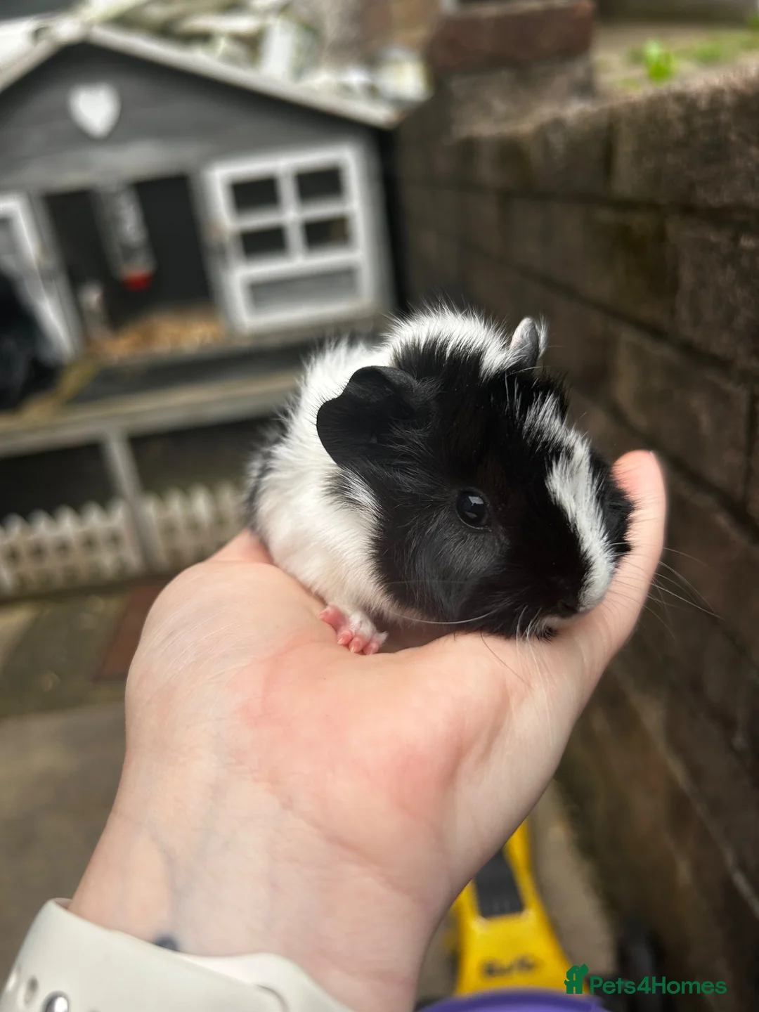 Guinea Pig rodents for sale: Female guinea pigs ( pairs only)  in Pontypool - Advert 2