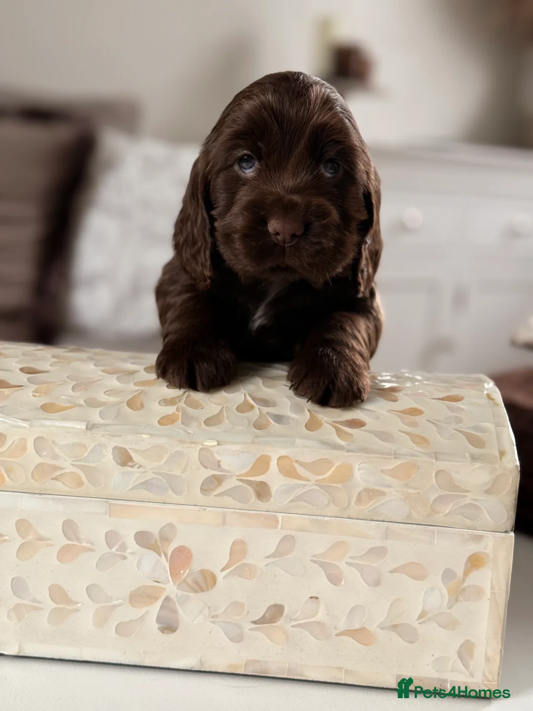 Cocker Spaniel dogs for sale: Show cocker spaniels  - Advert 14