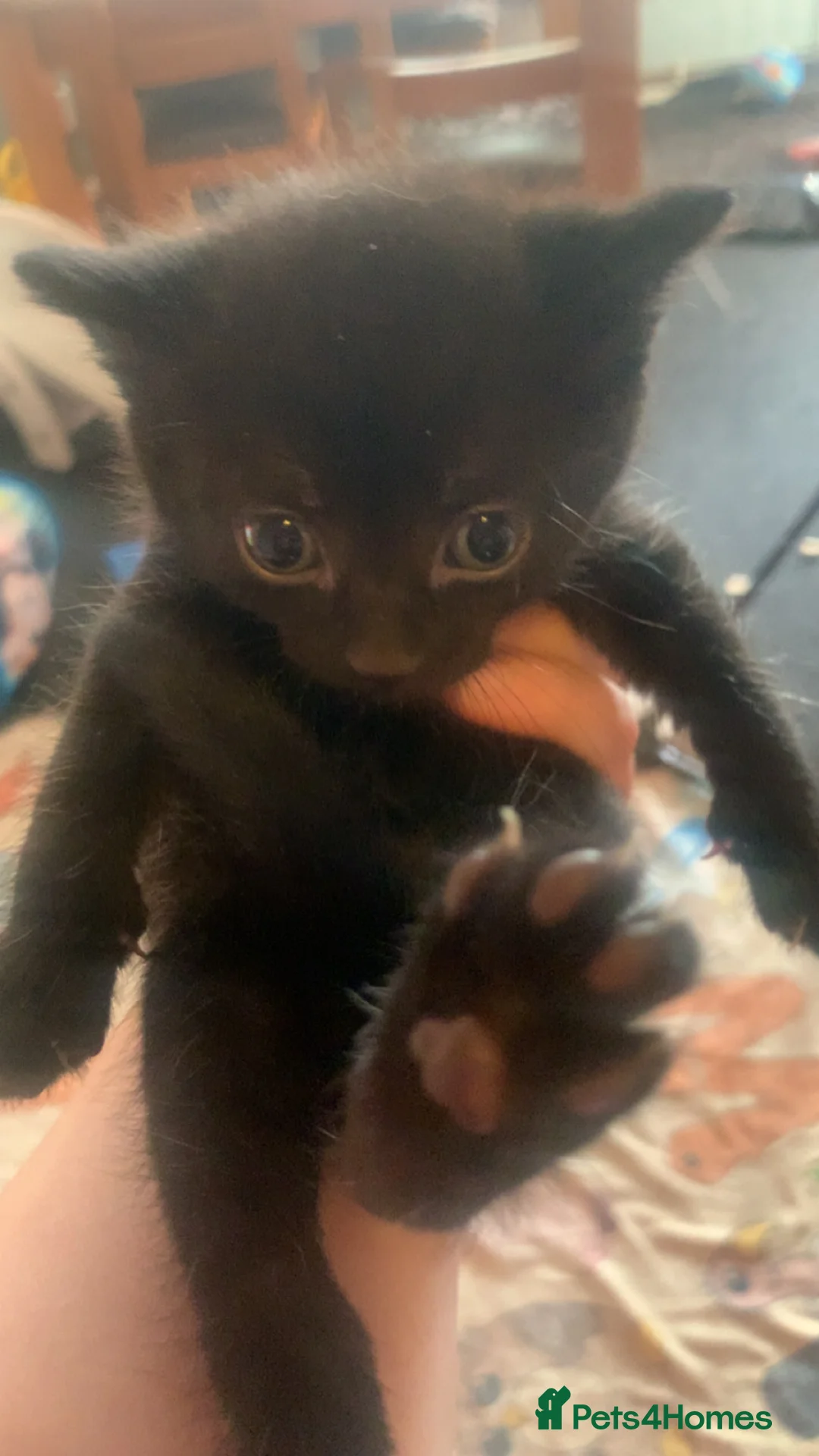 Mixed Breed cats for sale: Kittens for sale  - Advert 9