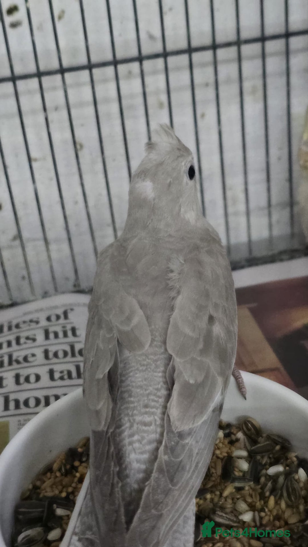 Cockatiels birds for sale: Young avairy Bred cockatiels  - Advert 4