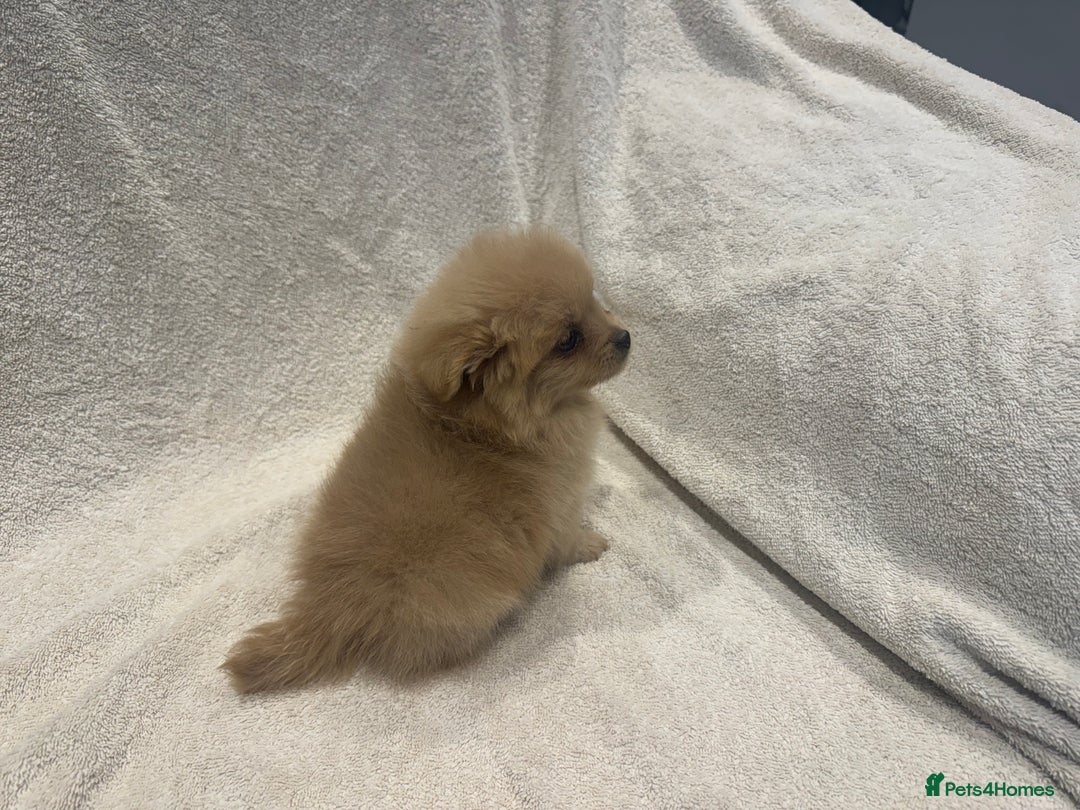 Cockapoo dogs for sale: Cockapoo puppies  - Image 8