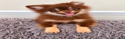 Pomchi dogs for sale: Chocolate Tan Fluffy boy !  - Advert 3