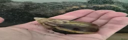 Snails invertebrates for sale: Giant(ish) African land snail - Advert 2