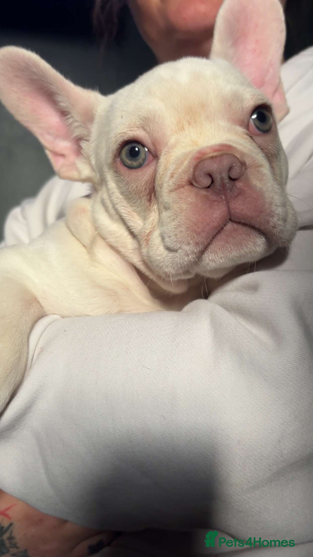 French Bulldog dogs for sale: Beautiful blue an green eyed frenchie puppies  - Image 15