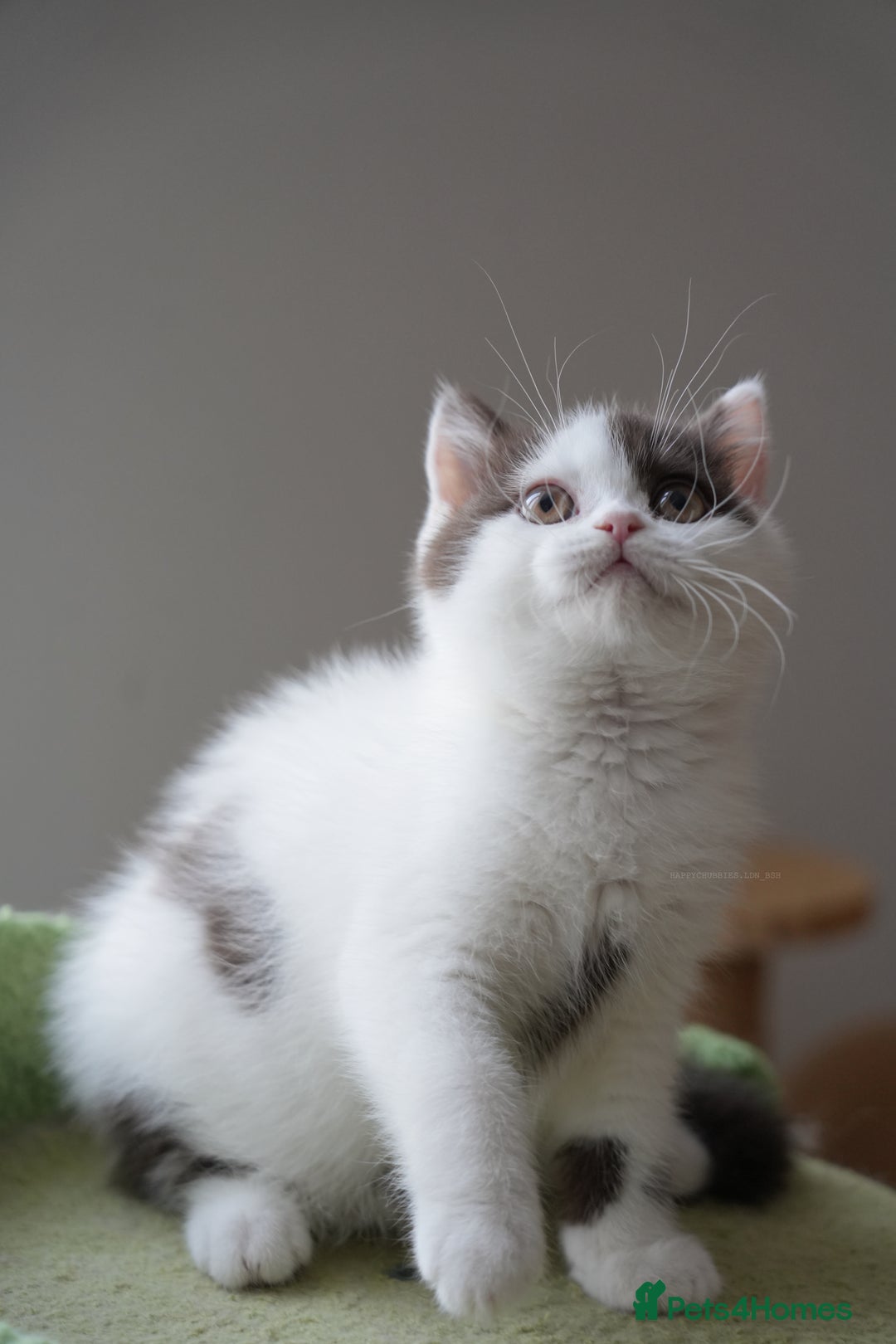 British Shorthair cats for sale: Health tested and registered Chocolate BSH - Image 13