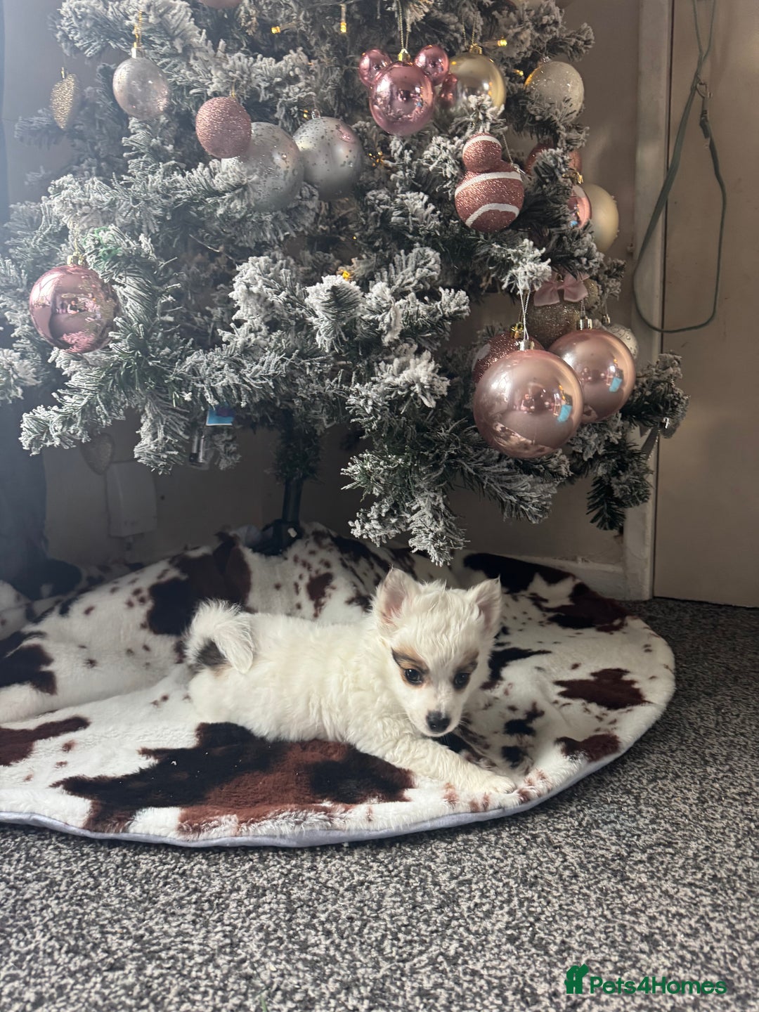 Mixed Breed dogs for sale: chihuahua, Pomeranian jack Russell puppy   - Advert 5