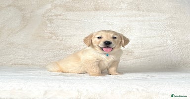 Golden Retriever dogs - Advert 6