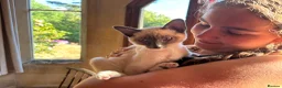 Tonkinese cats for sale: Superb Tonkdoll kittens - Advert 11