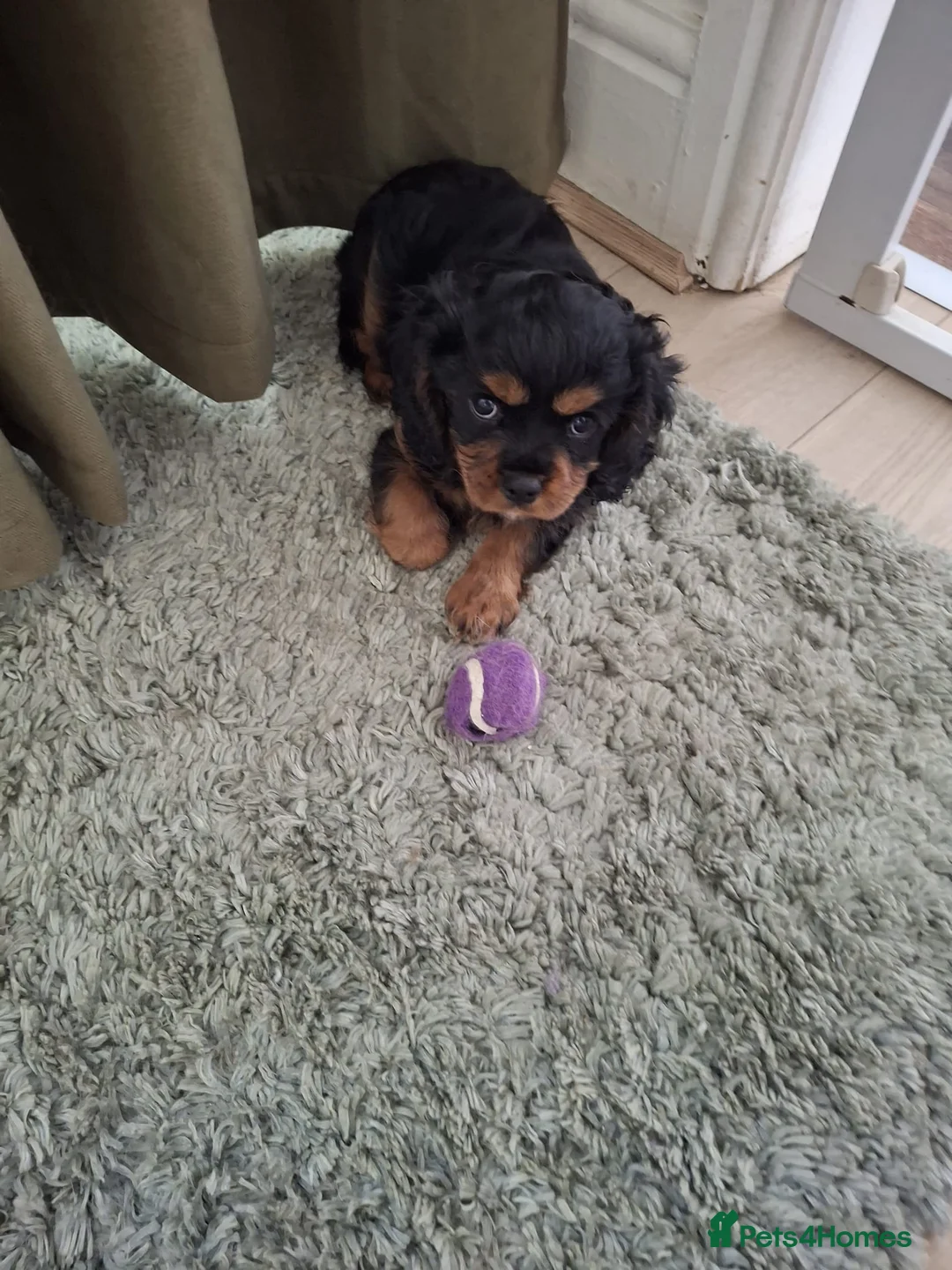 Cavalier King Charles Spaniel dogs for stud: FOR STUD ONLY  - Advert 12