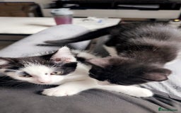 Domestic Shorthair cats for sale: Two cute kittens - Image 3