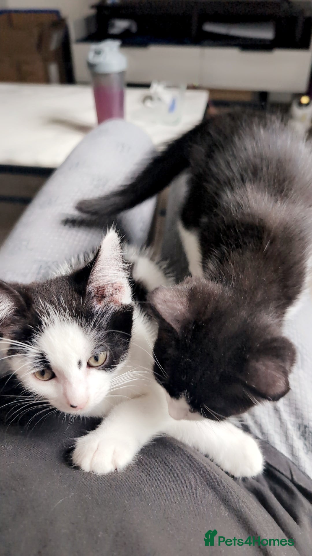 Domestic Shorthair cats for sale: Two cute kittens - Image 3