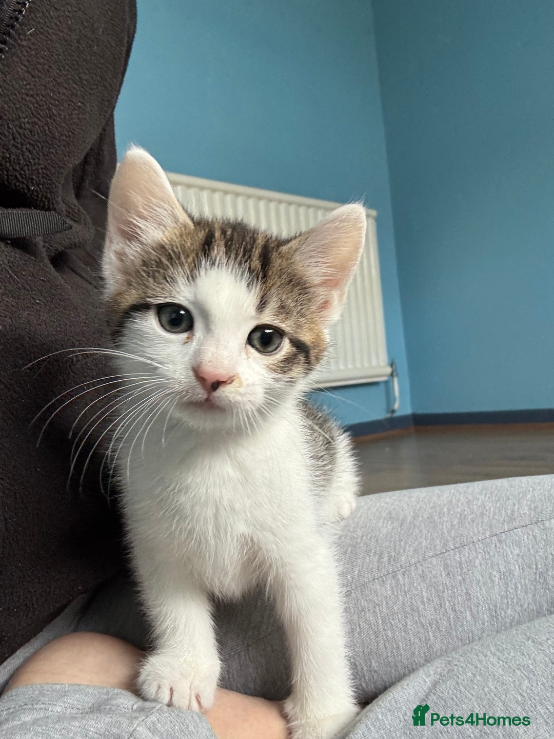 Domestic Shorthair cats for sale: Cute Kittens - Image 8