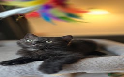Mixed Breed cats for sale: Half Britishlonghair half Tuxedo! Only 1 left. - Image 1