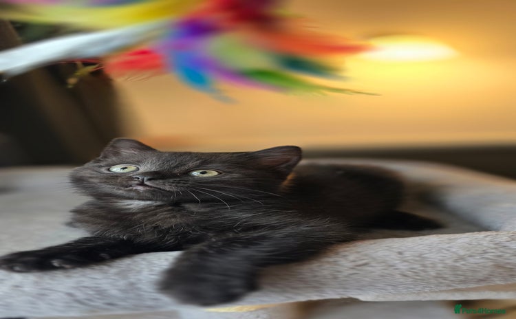 Mixed Breed cats - Advert 2