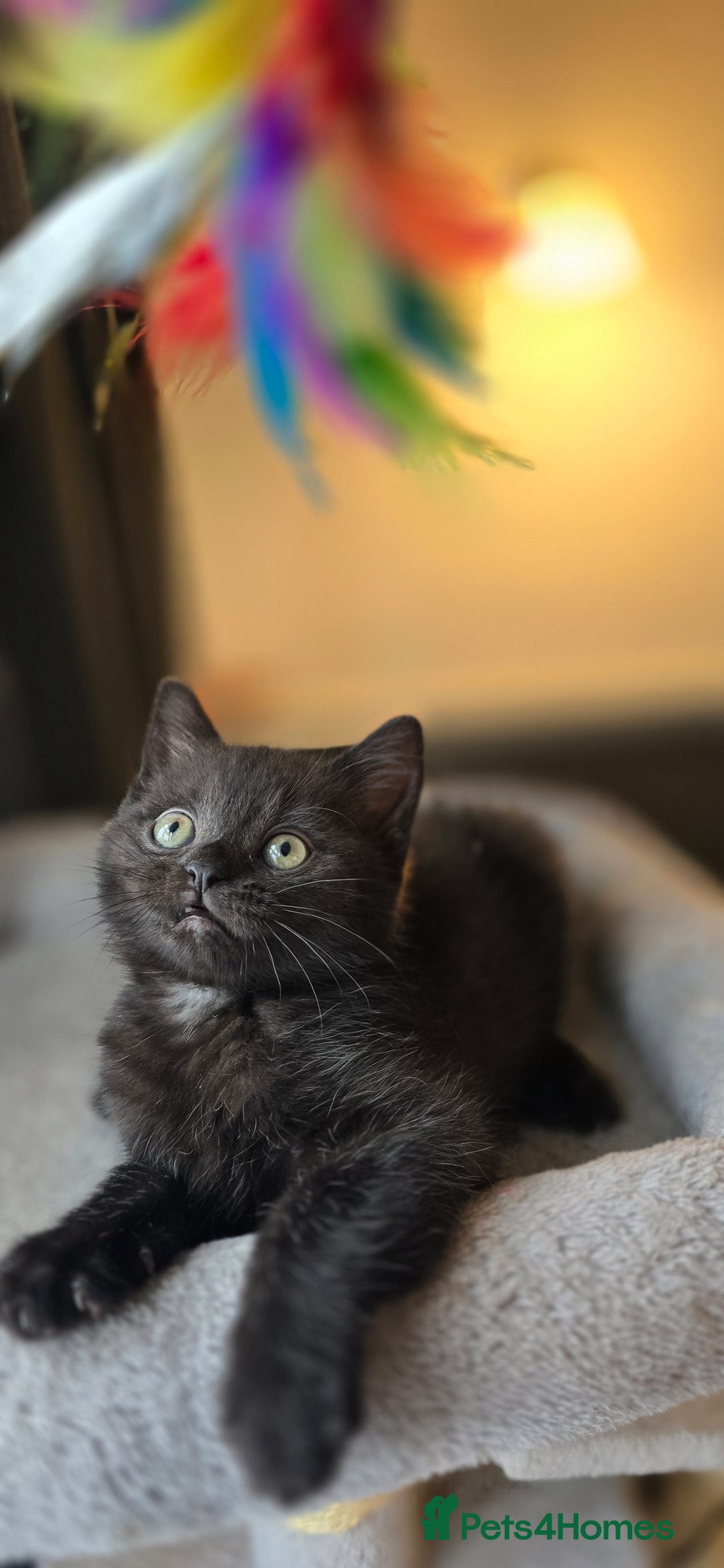 Mixed Breed cats for sale: Half Britishlonghair half Tuxedo! Only 1 left. - Image 1
