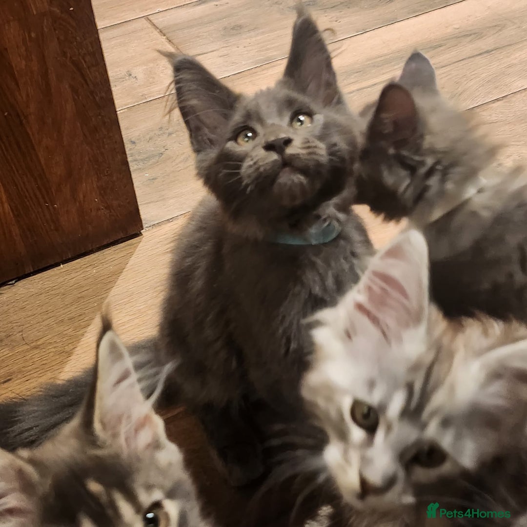 Maine Coon cats for sale: Maine coon ative purebred pedigre in Barnsley - Image 15