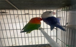 Lovebirds birds for sale: Love birds  - Image 2