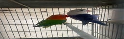 Lovebirds birds for sale: Love birds  - Advert 2