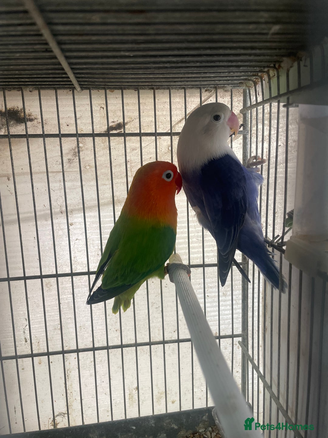Lovebirds birds for sale: Love birds  - Image 2