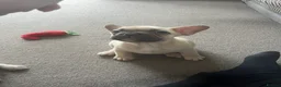 French Bulldog dogs for sale: 4 male French bulldogs  - Advert 13