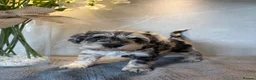 Schnoodle dogs for sale: Never been seen before Toy Schnoodles - Advert 13