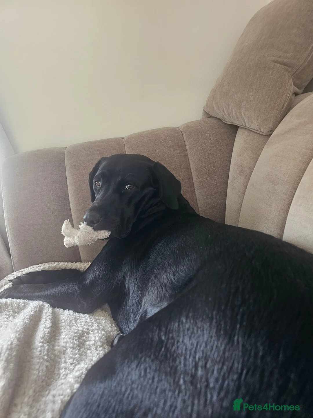 Labradoodle dogs for sale: Miniature labradoodle  - Advert 1