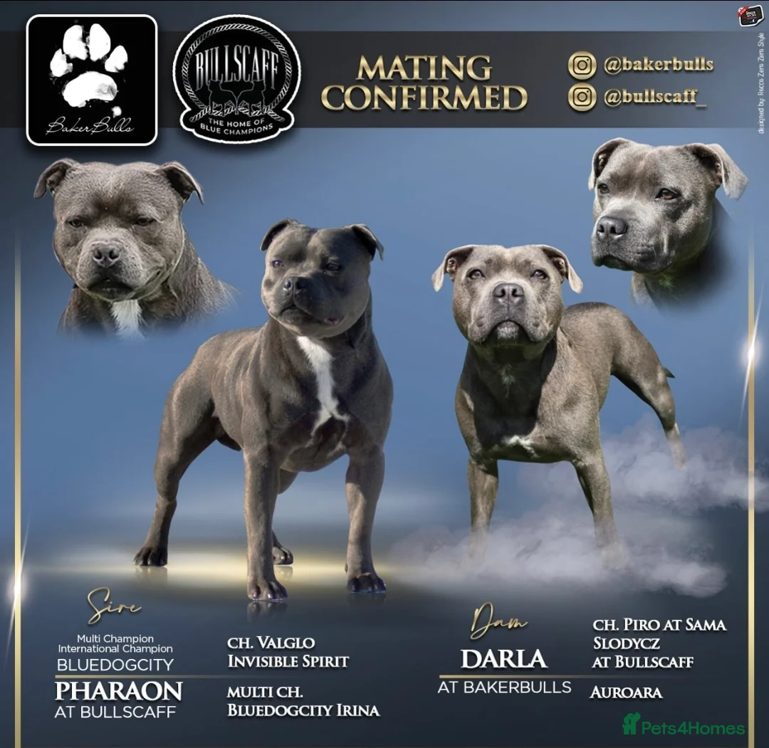 Staffordshire Bull Terrier dogs for sale: Champion BLUE STAFFORDSHIRE BULL TERRIER  in Burton-on-Trent - Advert 2