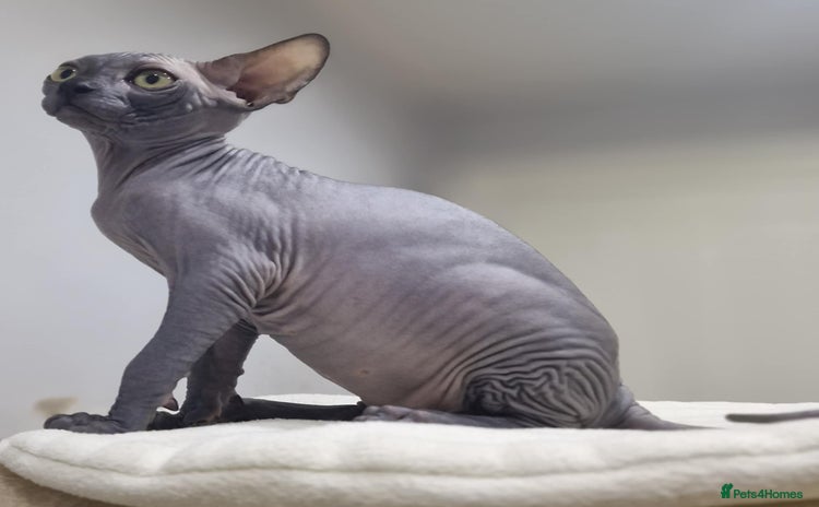 Sphynx cats in Leicester - Advert 1