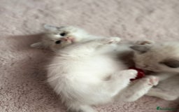Ragdoll cats for sale: Ragdoll kittens - Image 11