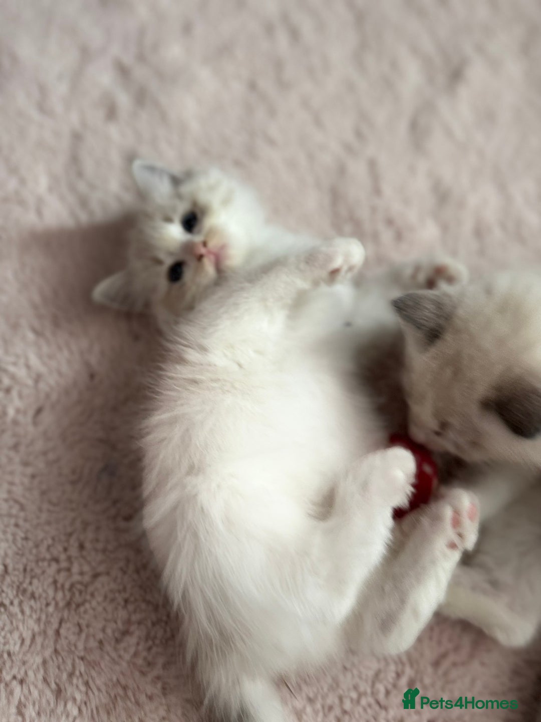 Ragdoll cats for sale: Ragdoll kittens - Image 11