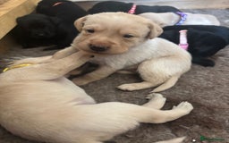 Labrador Retriever dogs for sale: Superb litter for working/competition/pet - Image 6