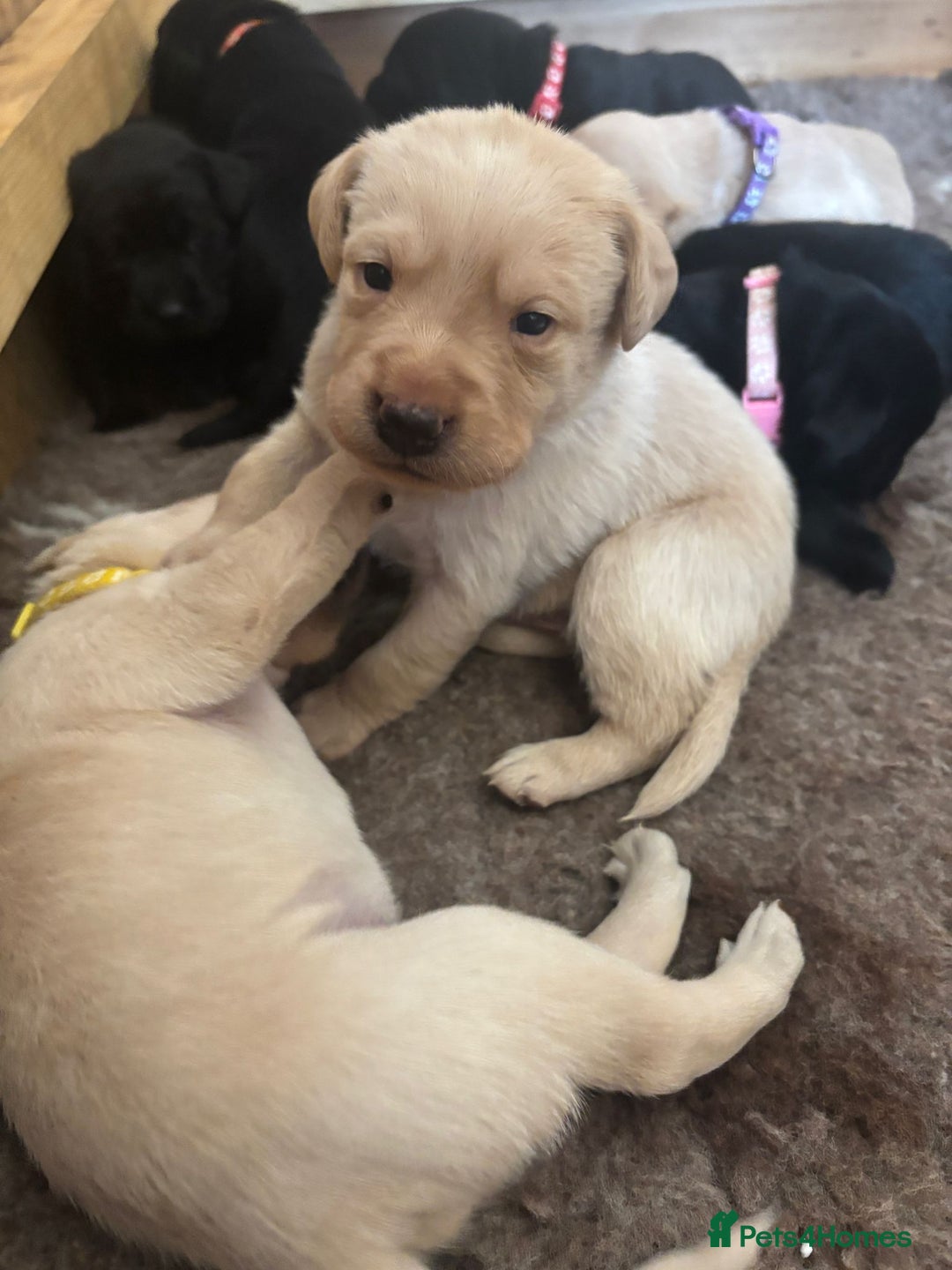 Labrador Retriever dogs for sale: Superb litter for working/competition/pet - Image 6