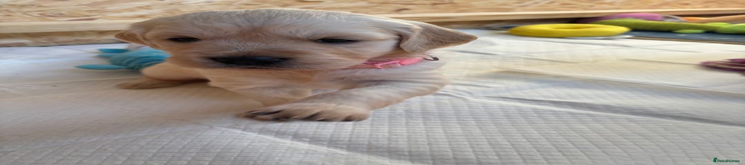 Golden Retriever Puppy 6