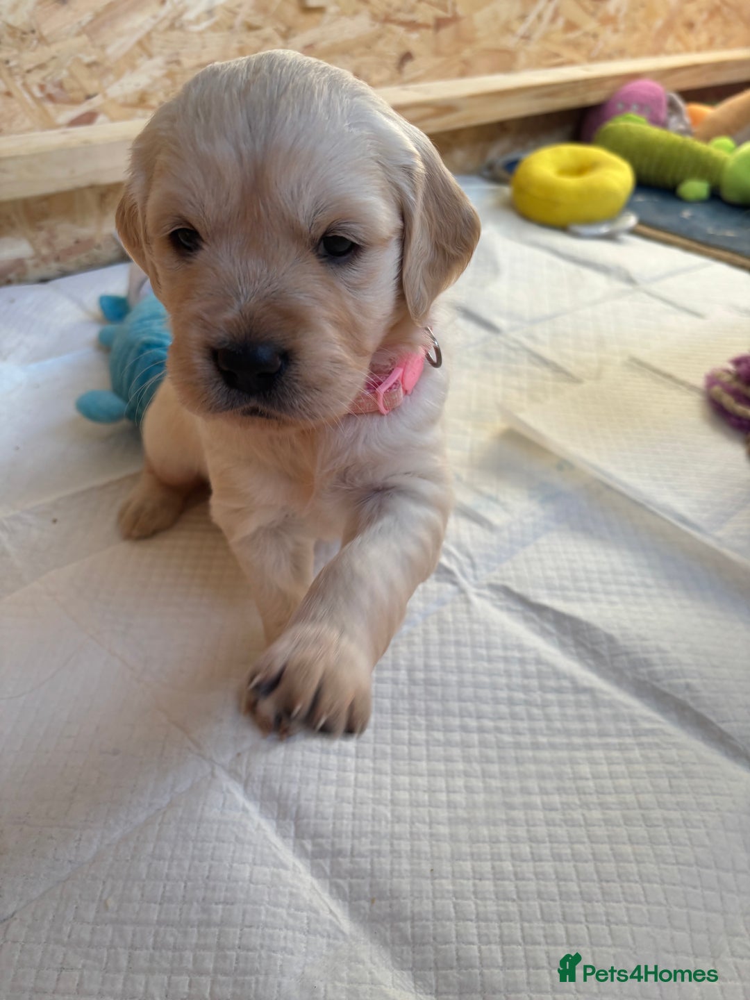 Golden Retriever dogs for sale: Golden retriever puppies  - Image 4