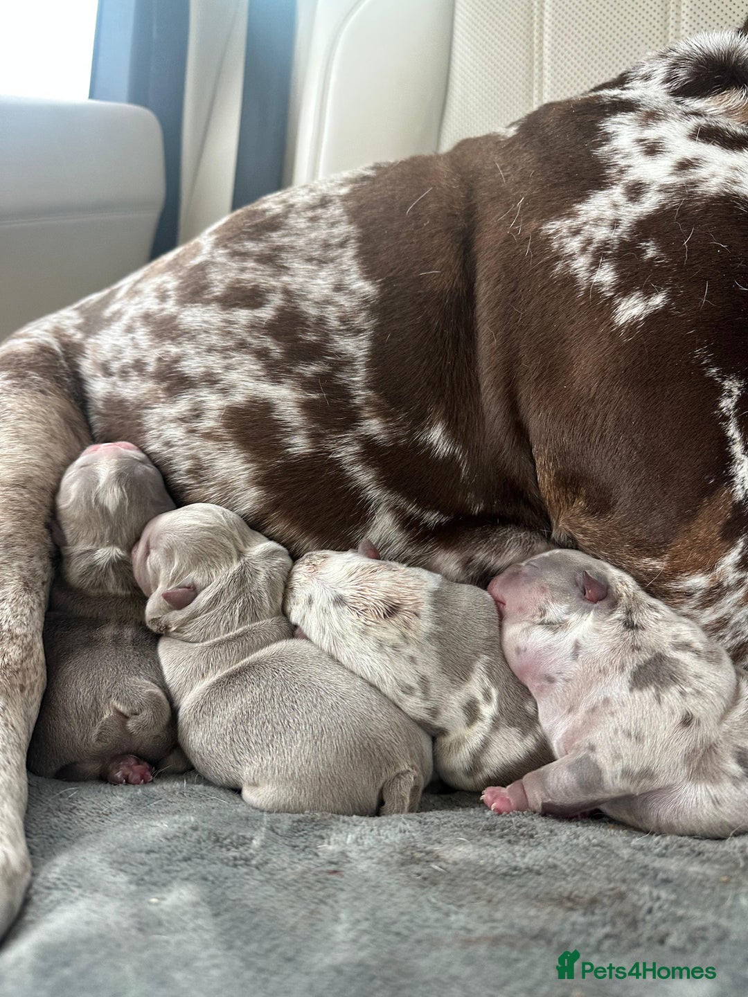 English Bulldog dogs for sale: Beautiful English Bull Dogs KC reg - Image 4