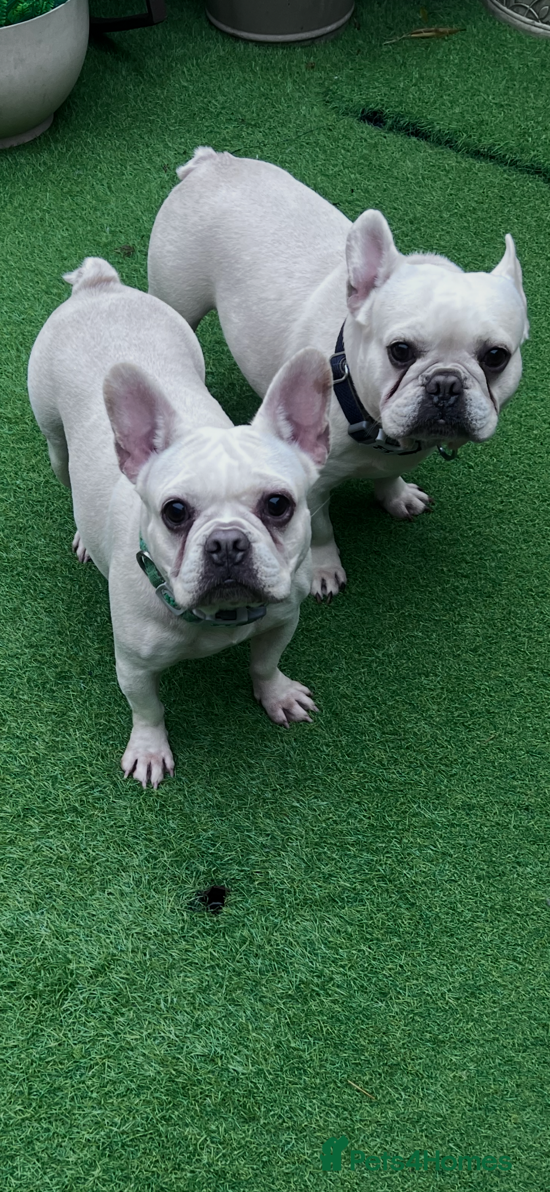 French Bulldog dogs for sale: Cream French bull dog  - Image 6