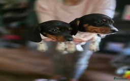 Dachshund dogs for sale: KC Registered Shorthaired dachshunds  - Image 25