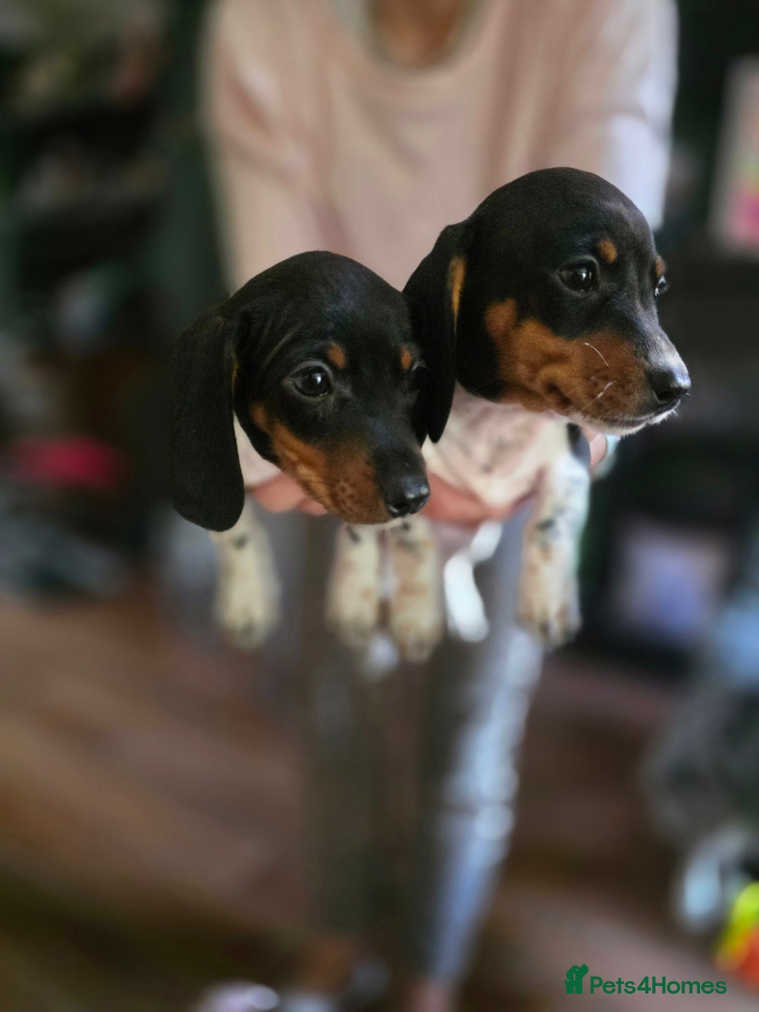 Dachshund dogs for sale: KC Registered Shorthaired dachshunds  - Image 25