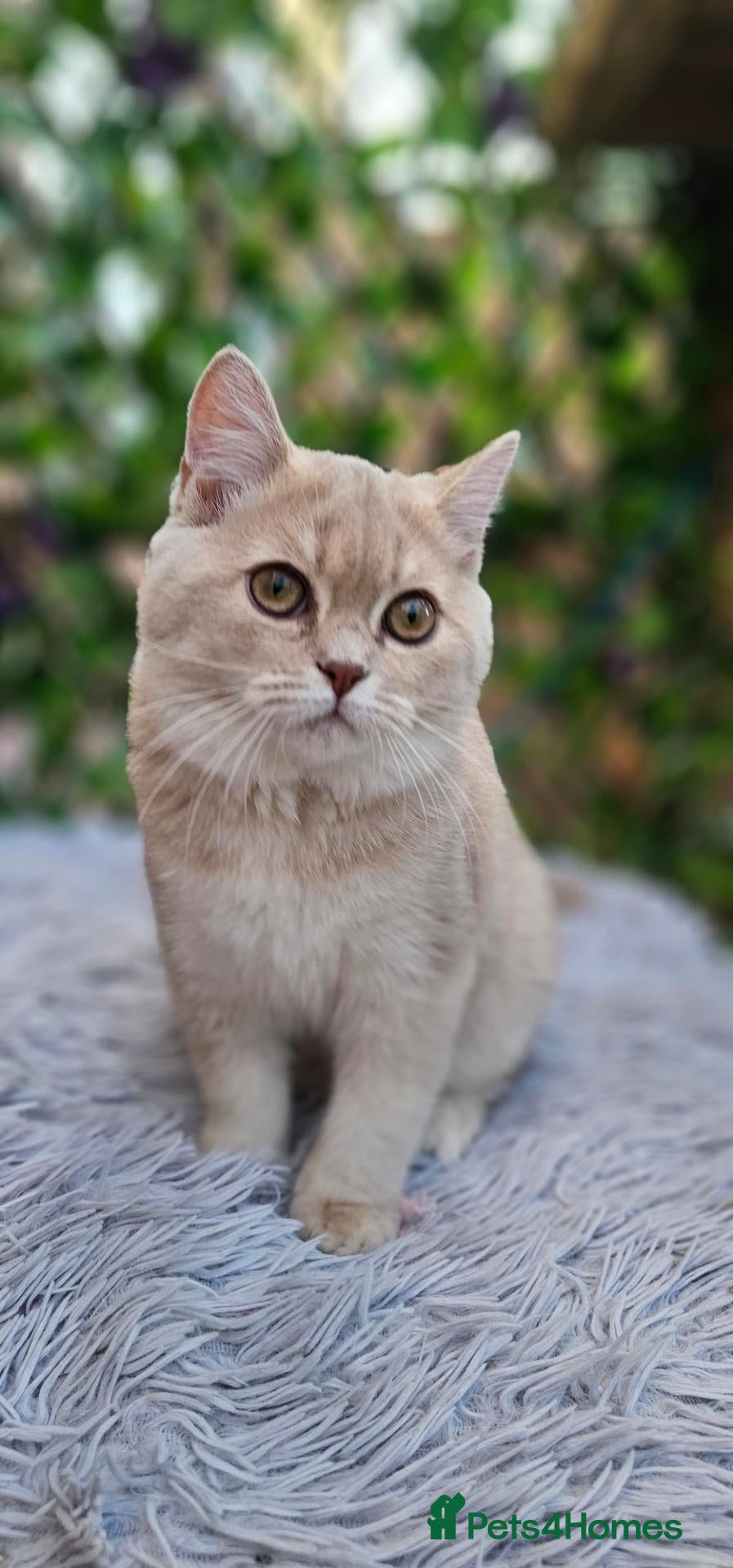 British Shorthair cats 💖 GCCF Active Lilac Golden Tipped Tortie 💖 - Advert 1