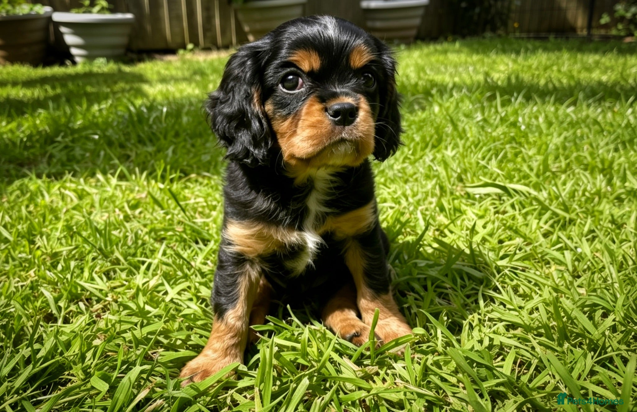 Cavalier King Charles Spaniel dogs 🐶 Last Boy Cavalier King Charles Spaniel Puppy - Advert 1