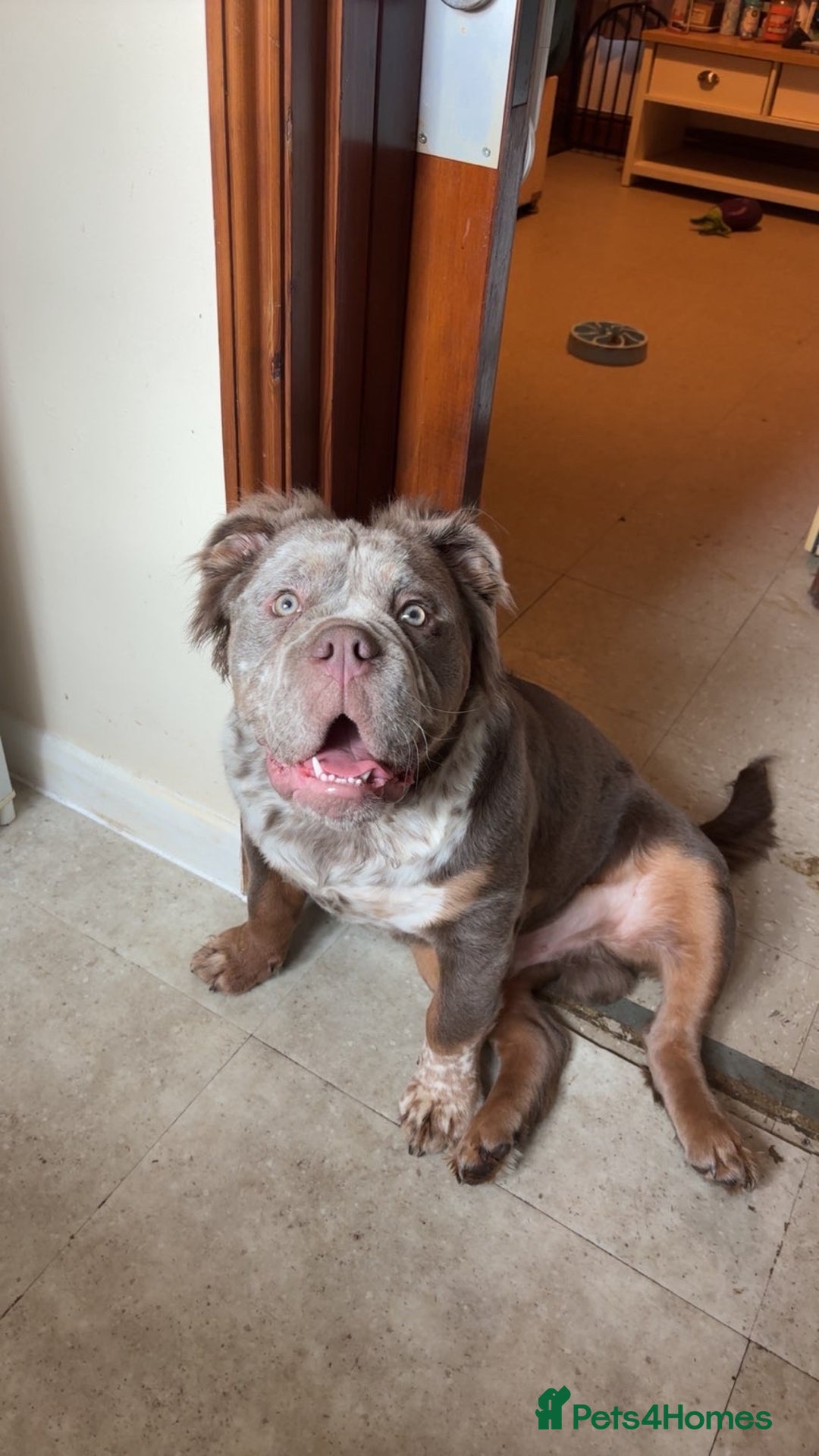 English Bulldog dogs for sale: Fluffy English bulldog  - Image 2